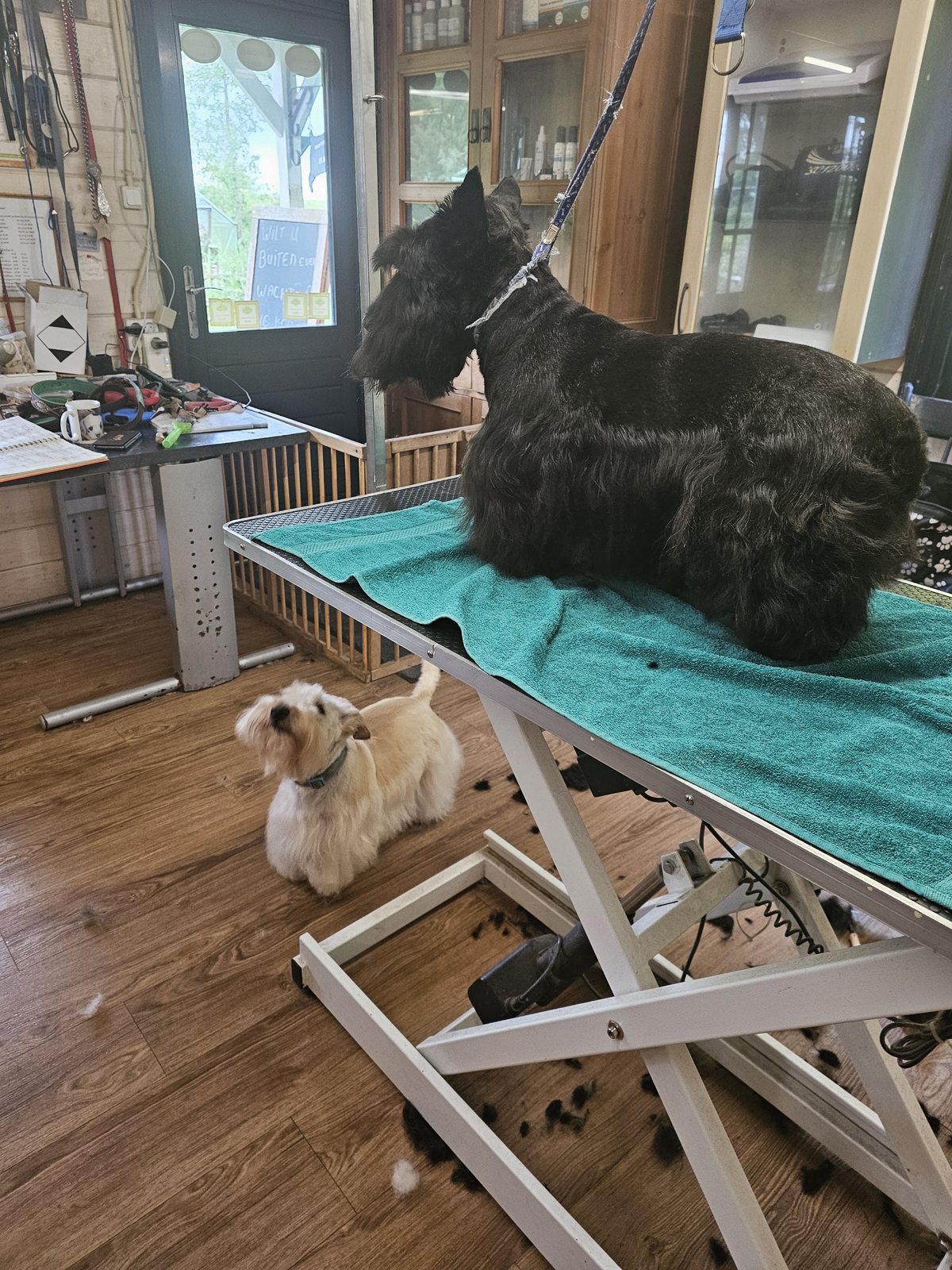 Een zwarte Schotse terriër op de trimtafel met een groen badlaken, een tweede hondje wacht op de vloer