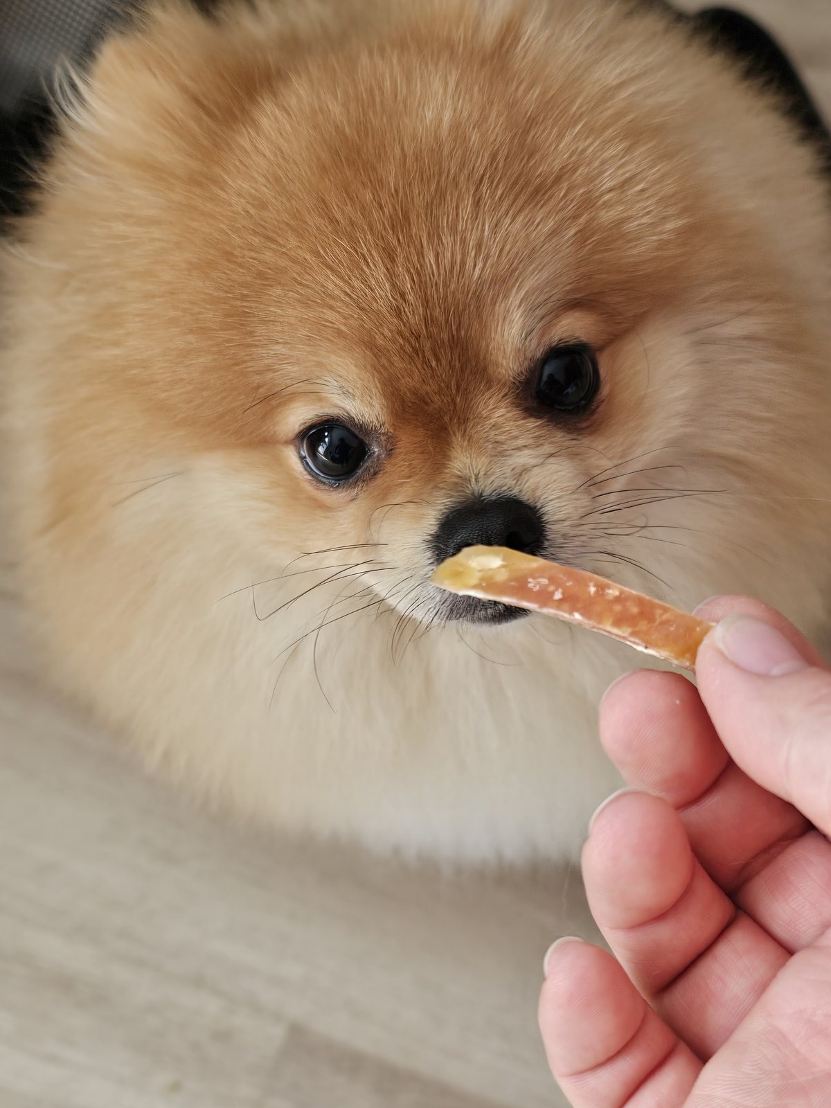 Een Pomeriaan krijgt een snack aangereikt