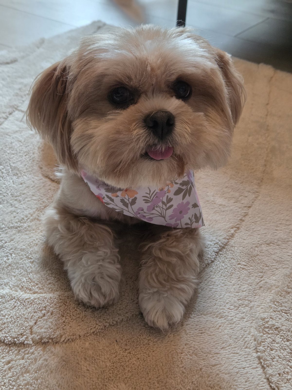 Lola, een vers geknipt hondje met een gebloemde bandana, ligt op het vloerkleed