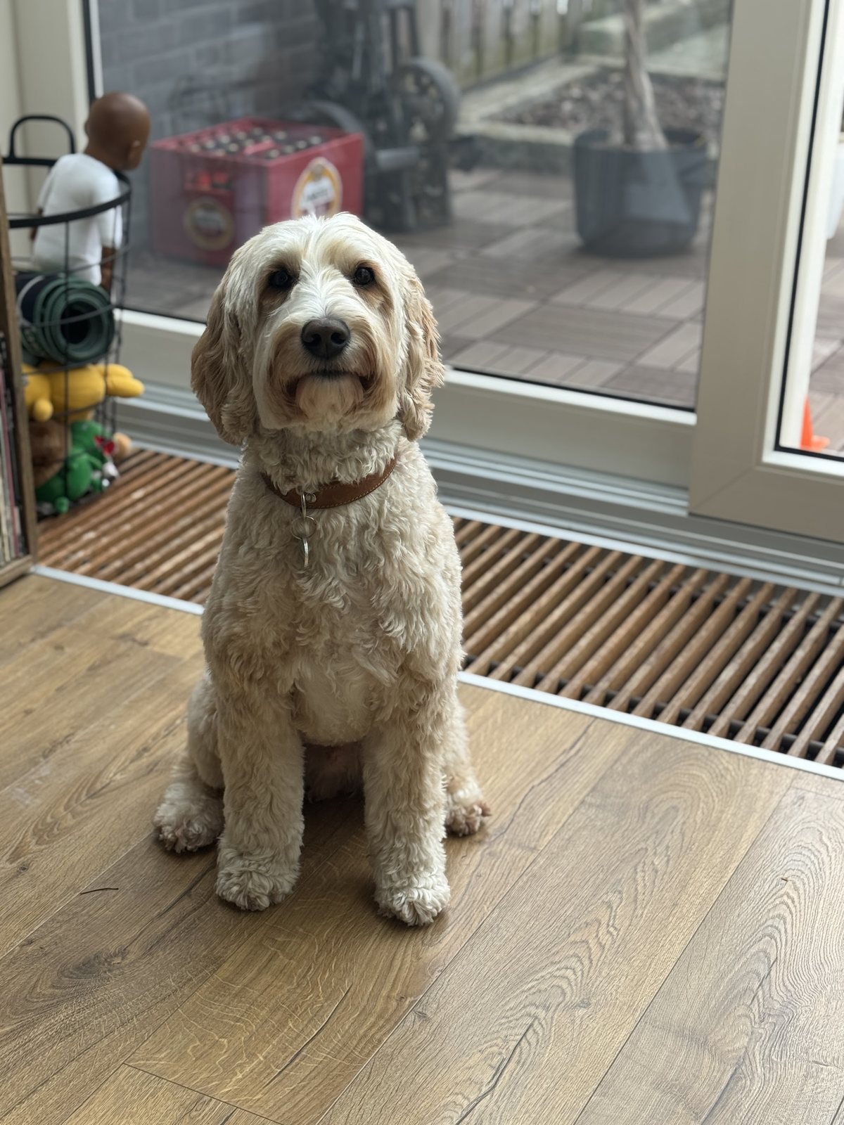 Ruud, een vers getrimde blonde labradoodle, zit voor de schuifpui