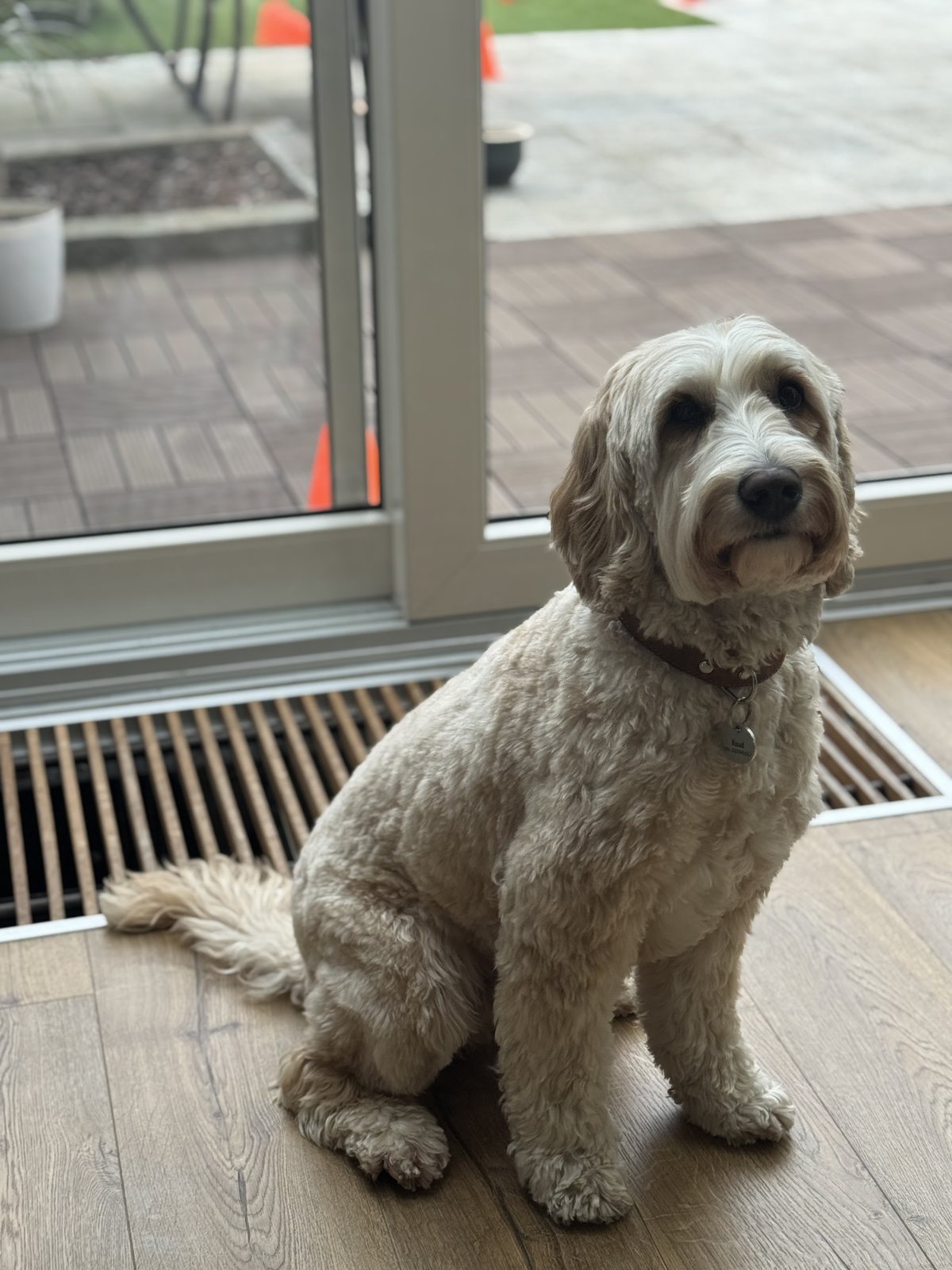 Ruud, een vers getrimde blonde labradoodle, zit schuin voor de schuifpui