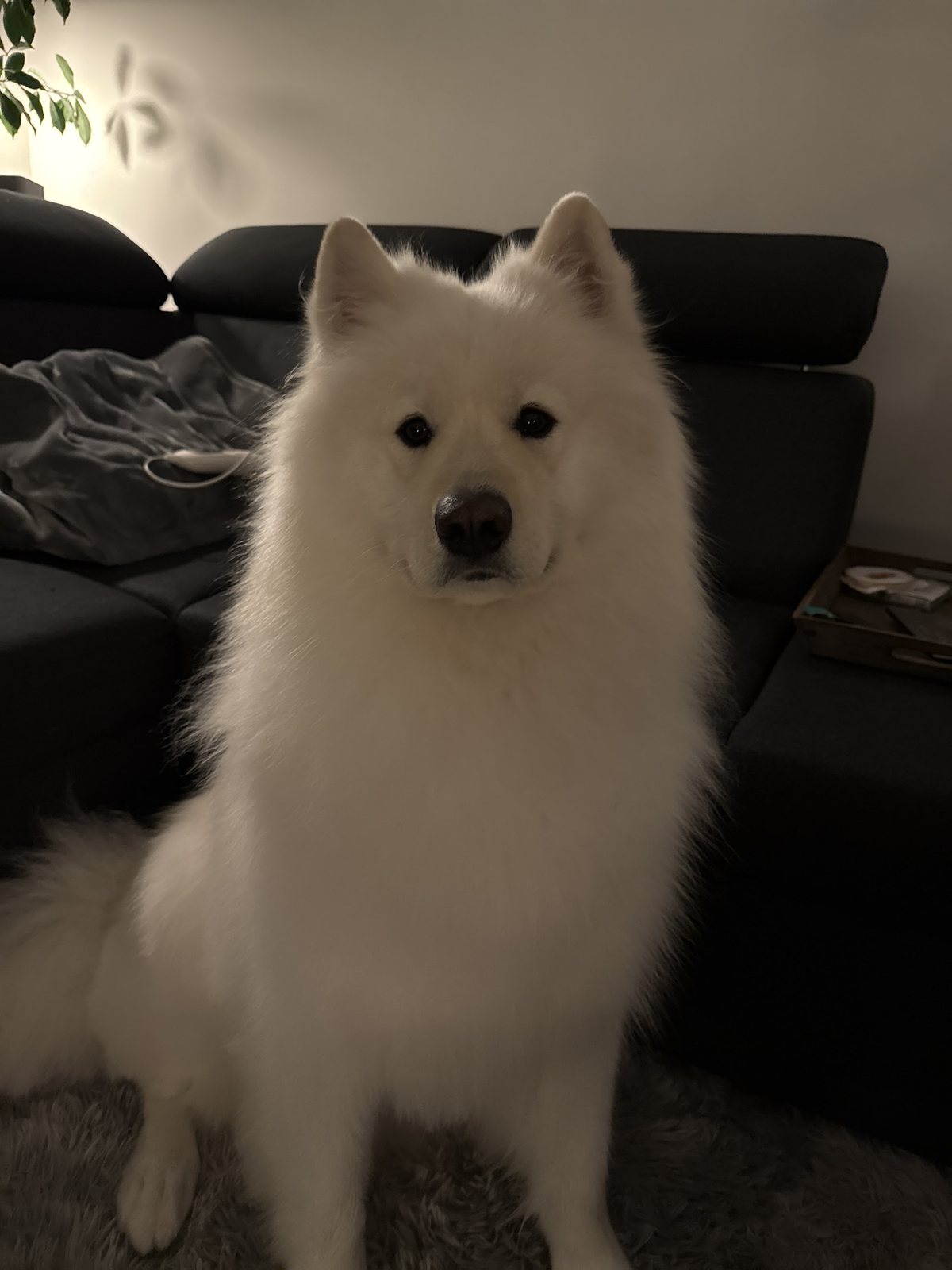 Joep, een witte Samojeed met een volle vacht, zit thuis bij de bank