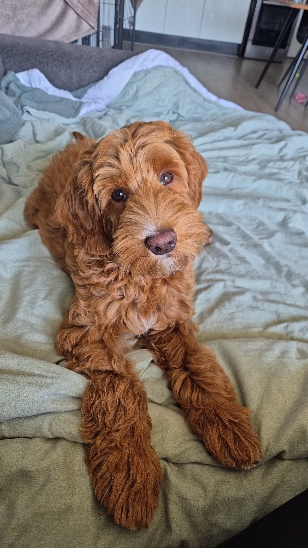 Bèr, een rode labradoodle met een verzorgde vacht, ligt thuis op bed